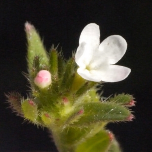 Lithospermum sylvestre Bubani (Grémil des champs)