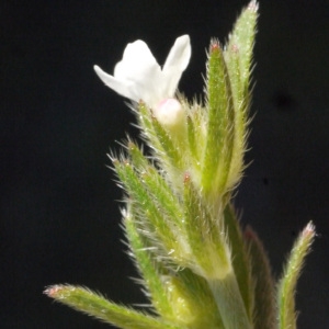 Photographie n°158143 du taxon Lithospermum arvense L. [1753]