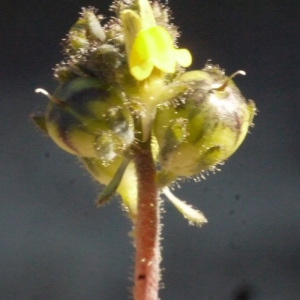 Photographie n°158149 du taxon Linaria simplex (Willd.) DC. [1805]