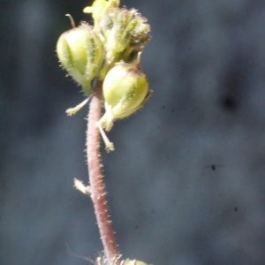 Photographie n°158150 du taxon Linaria simplex (Willd.) DC. [1805]