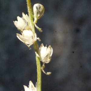 Photographie n°158152 du taxon Linaria simplex (Willd.) DC. [1805]