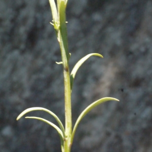 Photographie n°158155 du taxon Linaria simplex (Willd.) DC. [1805]