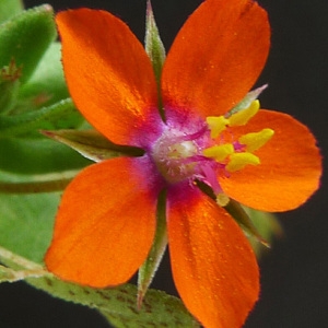 Photographie n°158205 du taxon Anagallis arvensis L. [1753]