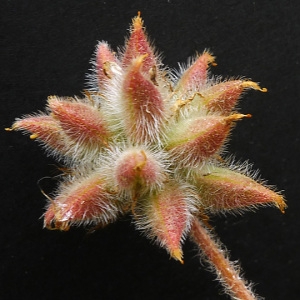 Photographie n°158206 du taxon Astragalus stella Gouan [1773]
