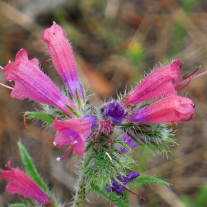 Echium vulgare var. pustulatum (Sm.) Coincy (Vipérine)