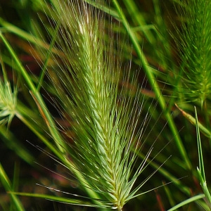 Photographie n°158218 du taxon Hordeum marinum Huds. [1778]