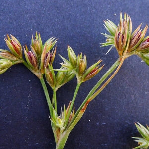 Juncus pygmaeus Rich. ex Thuill. (Jonc nain)