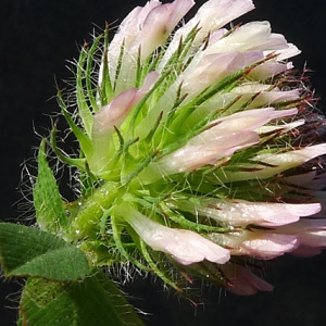 Trifolium lappaceum L. (Trèfle fausse bardane)