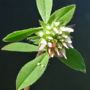 Trifolium squamosum L. (Trèfle écailleux)