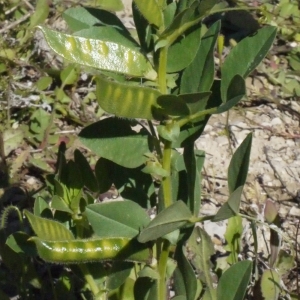 Photographie n°158291 du taxon Vicia narbonensis L. [1753]