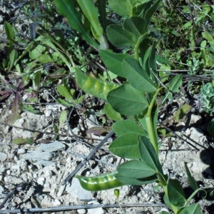 Photographie n°158293 du taxon Vicia narbonensis L. [1753]