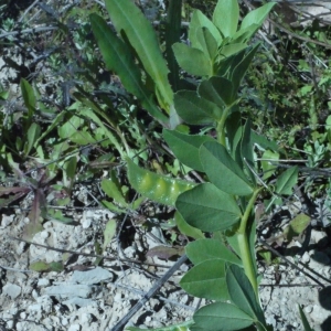 Photographie n°158294 du taxon Vicia narbonensis L. [1753]