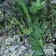  Liliane Roubaudi - Vicia narbonensis L. [1753]