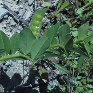 Photographie n°158295 du taxon Vicia narbonensis L. [1753]