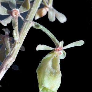 Reseda phyteuma L. (Réséda raiponce)