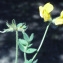  Liliane Roubaudi - Lotus angustissimus subsp. hispidus (Desf. ex DC.) Bonnier & Layens [1894]