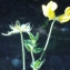  Liliane Roubaudi - Lotus angustissimus subsp. hispidus (Desf. ex DC.) Bonnier & Layens [1894]