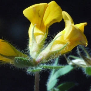 Lotus hispidus var. major Rouy (Lotier hérissé)