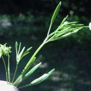 Photographie n°158321 du taxon Ranunculus arvensis L. [1753]