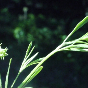 Photographie n°158322 du taxon Ranunculus arvensis L. [1753]