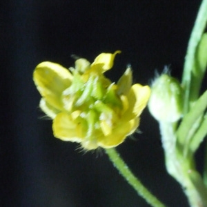 Photographie n°158328 du taxon Ranunculus arvensis L. [1753]