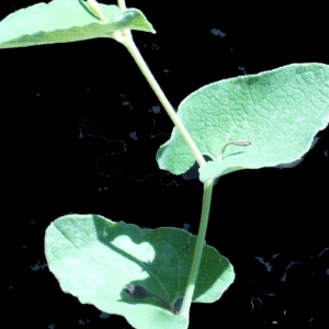 Photographie n°158334 du taxon Aristolochia rotunda L. [1753]