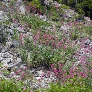 Photographie n°158337 du taxon Centranthus ruber (L.) DC. [1805]