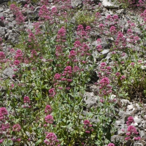 Photographie n°158341 du taxon Centranthus ruber (L.) DC. [1805]