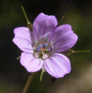 Liliane Roubaudi, le 26 mai 2013 (Ceyreste)
