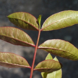 Photographie n°158364 du taxon Pistacia x saportae Burnat [1896]