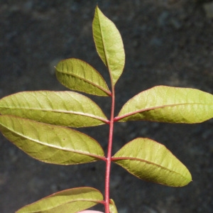 Pistacia ×saportae Burnat (Pistachier de Saporta)