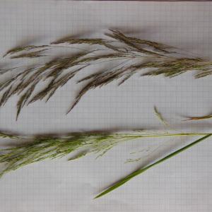 Photographie n°158394 du taxon Agrostis spica-venti L.