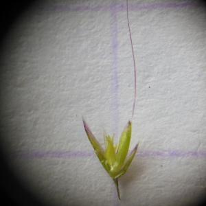Agrostis spica-venti L. (Agrostide épi-du-vent)