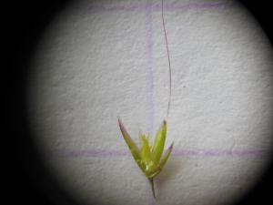 Dominique Remaud, le 24 juin 2013 (Follainville-Dennemont)