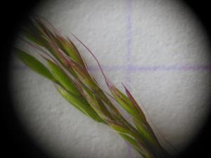 Dominique Remaud, le 24 juin 2013 (Follainville-Dennemont)