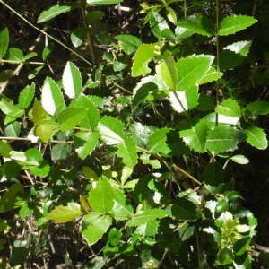 Photographie n°158408 du taxon Quercus ilex L. [1753]