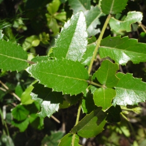 Photographie n°158417 du taxon Quercus ilex L. [1753]