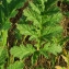 Bernard Andrieu - Erodium ciconium (L.) L'Hér.