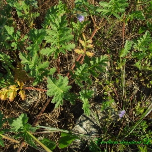 Photographie n°158569 du taxon Erodium ciconium (L.) L'Hér.
