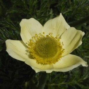 Pulsatilla apiifolia (Scop.) Schult. (Anémone soufrée)