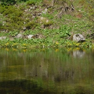 Photographie n°158625 du taxon Caltha palustris L. [1753]