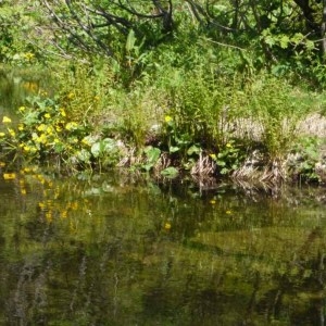 Photographie n°158626 du taxon Caltha palustris L. [1753]