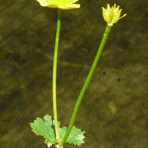 Photographie n°158628 du taxon Caltha palustris L. [1753]