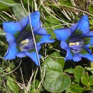 Photographie n°158632 du taxon Gentiana acaulis L. [1753]