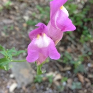 Photographie n°158637 du taxon Antirrhinum majus L. [1753]