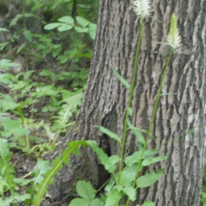 Photographie n°158661 du taxon Phyteuma spicatum L. [1753]