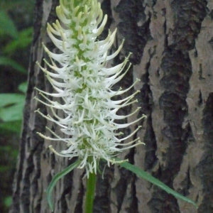 Photographie n°158663 du taxon Phyteuma spicatum L. [1753]