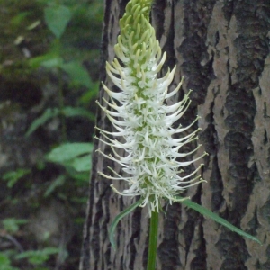 Photographie n°158664 du taxon Phyteuma spicatum L. [1753]