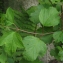  Liliane Roubaudi - Viburnum opulus L. [1753]