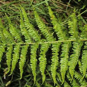 Photographie n°158682 du taxon Dryopteris oreades Fomin [1911]